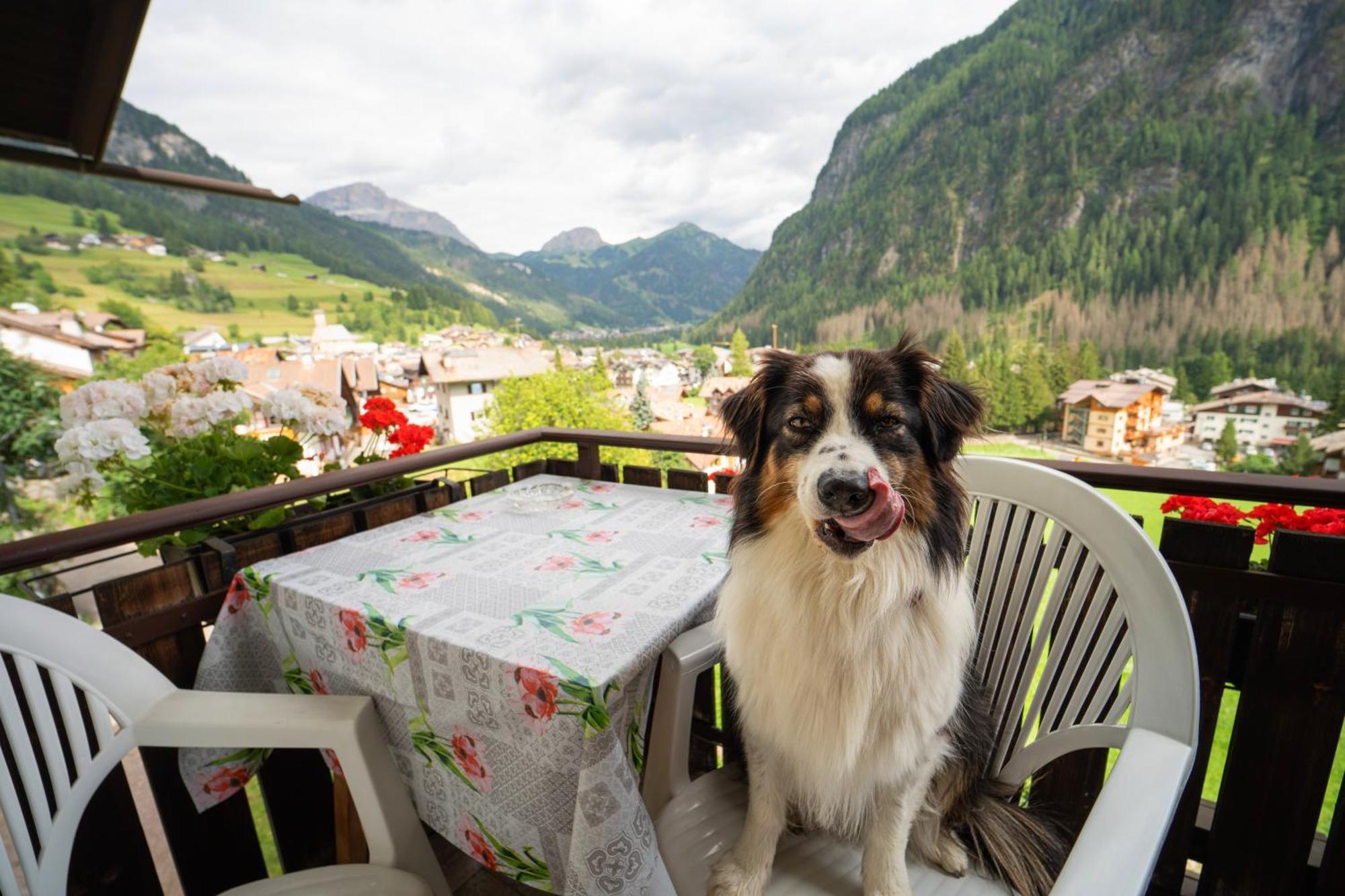 Cesa Cherpei - Dog Friendly Campitello di Fassa Exterior photo